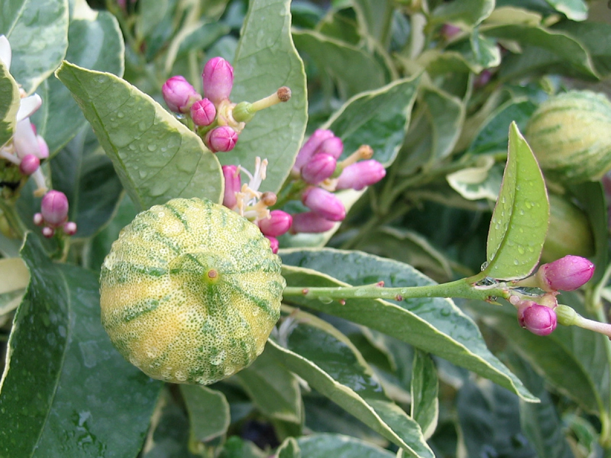 Microcitrus Australasica variété Green Alstonville