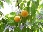 Bigaradier, Bouquetier, Orange amère, Citrus aurantium Bigaradier, Bouquetier, Orange amère, Citrus aurantium
