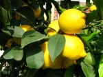 Le citron jaune