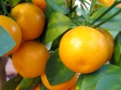 Calamondin, Oranger d'appartement, Citrus mitis