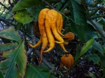 Main de Bouddha, Citrus medica var sarcodactylis