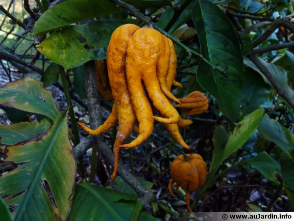 Main de Bouddha, Citrus medica var sarcodactylis