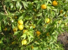 Yuzu, Citron du Japon, Citrus x junos