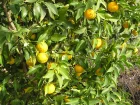 Yuzu, Citron du Japon, Citrus x junos