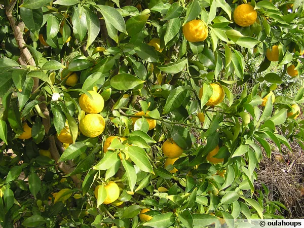 Yuzu, Citron du Japon, Citrus x junos