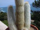 Cactus cierge, Cleistocactus Strausii