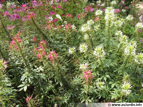 Maschio Per Filettatura M20 X 1 LH - Passante Per Fori - Filettatura Metrica Sinistra - Foto 6
