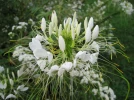 Cl�ome �pineux, Fleur araign�e, Cleome spinosa