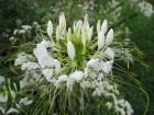 Clome pineux, Fleur araigne, Cleome spinosa