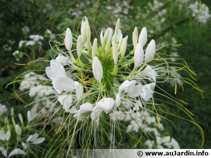 Maschio Per Filettatura M20 X 1 LH - Passante Per Fori - Filettatura Metrica Sinistra - Foto 9