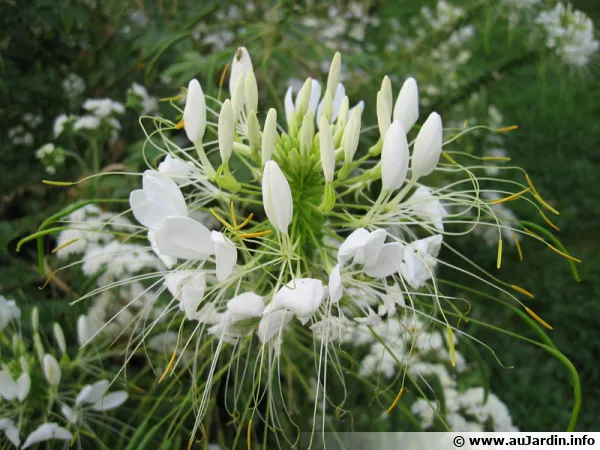Elle porte bien son nom, la fleur araigne