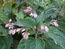 Arbre au clerg�, Cl�rodendron, Clerodendrum trichotomum