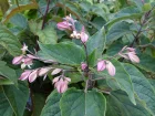 Arbre au clerg, Clrodendron, Clerodendrum trichotomum