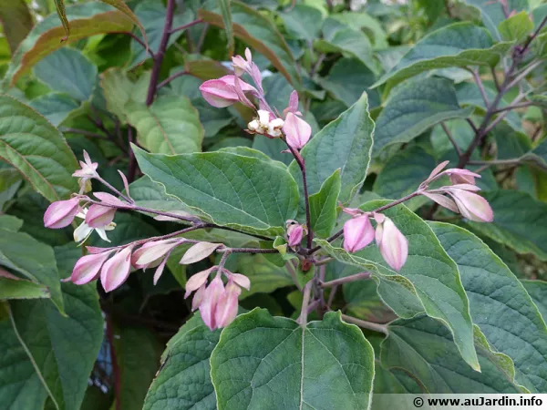 L'arbre au clerg, Clrodendron, Clerodendrum trichotomum