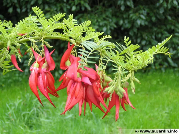 Pinces de homard, Kakabeak, Clianthus puniceus