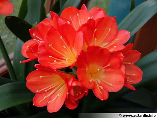 Ne vous privez de Clivia dont la floraison abondante est toujours très spectaculaire, en plus elle est facile de culture