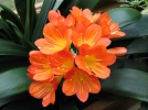 Clivie vermillon, Lis de St-Joseph, Lis du Natal, Clivia miniata