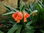 Clivie noble, Lis des for�ts, Clivia nobilis