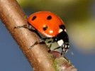 La coccinelle ou b�te � bon dieu
