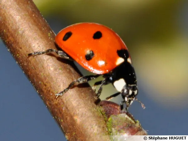 La coccinelle ou b te bon dieu