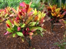 Croton, Manteau de Joseph