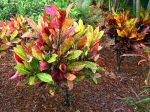 Croton en extérieur dans un jardin aux Caraïbes Croton en extérieur dans un jardin aux Caraïbes