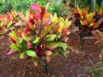 Croton en ext�rieur dans un jardin aux Cara�bes