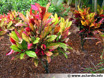 Croton (Codiaeum variegatum) : la plante arc-en-ciel qui transforme un int�rieur