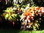 Croton crispum aux feuilles ondulées Croton crispum aux feuilles ondulées