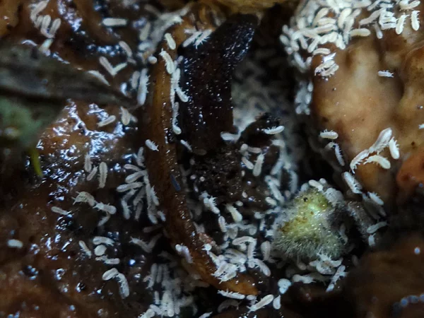 Des collemboles (Folsomia candida) prsent dans le compost ou ils sont utiles  la dcomposition des matires organiques