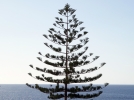 Les diffrents types de plantes