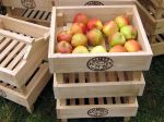Récolte et conservation des pommes et poires