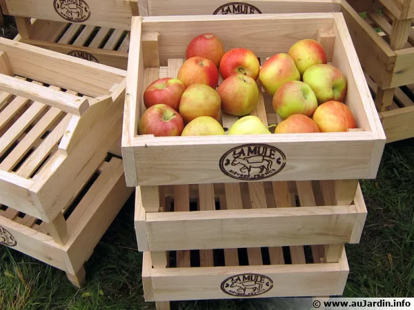 Des cagettes aérées pour conserver les pommes et les poires