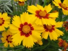 Coropsis  feuilles lancoles, Coropsis des sables, Coreopsis lanceolata