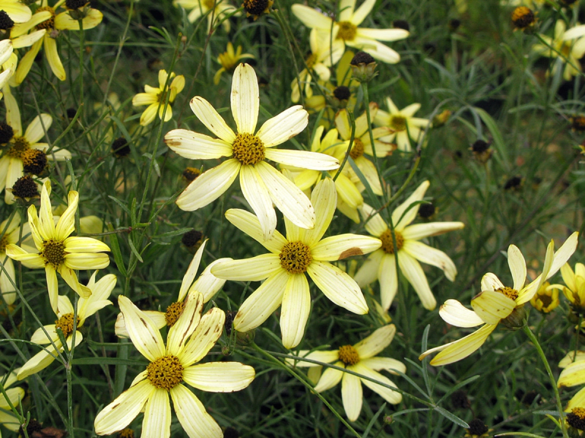 Coréopsis verticillé, Coreopsis verticillata : planter, cultiver, multiplier