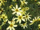 Coropsis verticill, Coreopsis verticillata