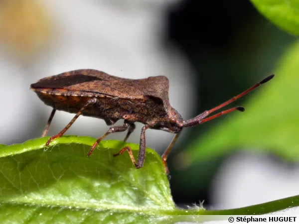 Punaise brune ou Corée marginée (Coreus marginatus)