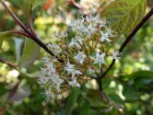 Cornouiller blanc, Cornus alba