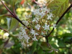 Cornouiller blanc, Cornus alba 'Kesselringii'