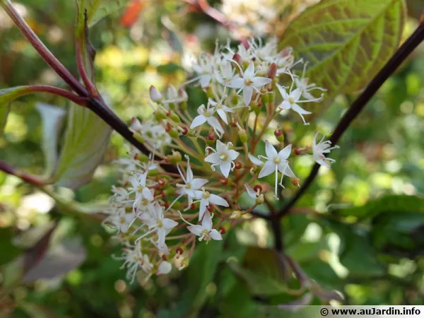 Cornouiller blanc, Cornus alba 'Kesselringii'