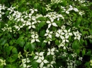 Les cornouillers  floraisons dcoratives