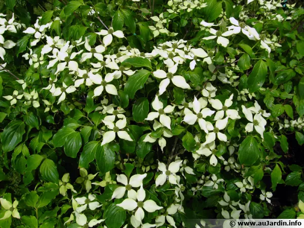 Cornus kousa 'Nicole'