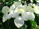 Cornouiller Venus (Cornus x 'Venus') : la vari�t� aux fleurs g�antes blanche cr�me
