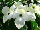 Cornouiller  fleurs Vnus, Cornus x 'Venus'
