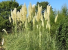 Entretenir l'herbe de la pampa