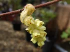 Noisetier d'hiver parfum, Faux noisetier, Corylopsis parfum, Corylopsis glabrescens