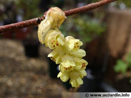 Noisetier d'hiver (Corylopsis glabrescens) : un arbuste d'hiver aux clochettes parfum�es