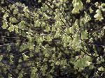 Corylopsis pauciflore, noisetier du Japon, Corylopsis pauciflora