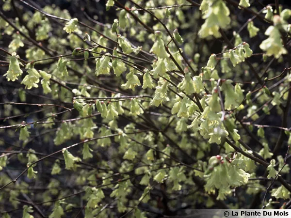 Corylopsis pauciflora