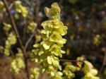 Noisetier d'hiver, Faux-noisetier, Corylopsis aux longs �pis, Corylopsis spicata